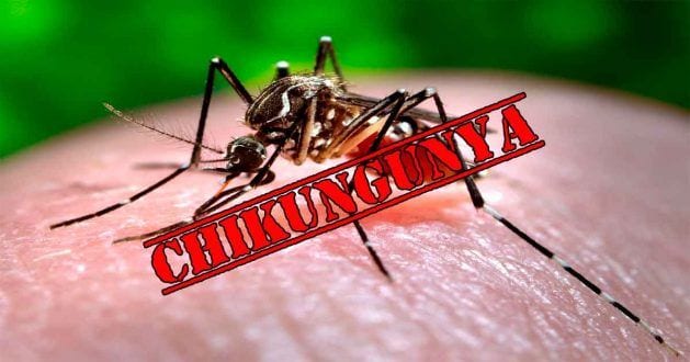 MG - Minas Gerais registra nova alta de casos de Chikungunya; são mais de 11 mil em 4 meses