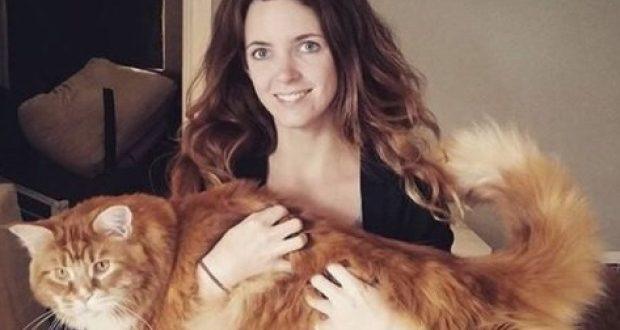 Gato com 1,2 m pode entrar no Guinness como o mais longo do mundo