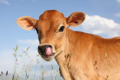 Milhões de americanos acham que achocolatado é feito por vacas marrons