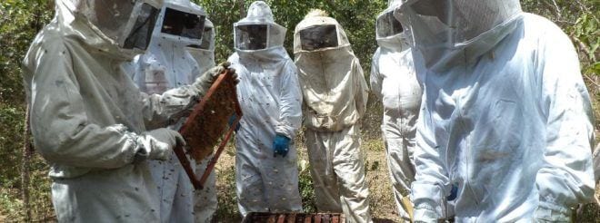 Minas Gerais produz cerca de cinco mil toneladas de mel por ano