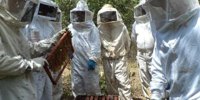 Minas Gerais produz cerca de cinco mil toneladas de mel por ano