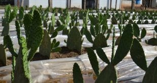 Expô Janaúba - Alternativas forrageiras para o semiárido mineiro integram a programação da Exposição