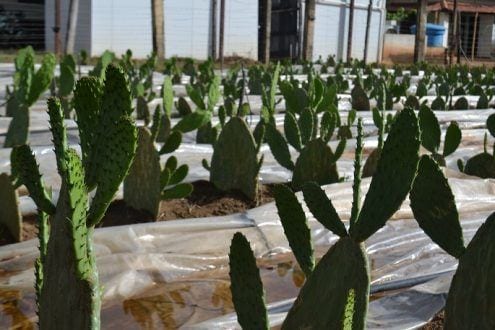 Expô Janaúba - Alternativas forrageiras para o semiárido mineiro integram a programação da Exposição