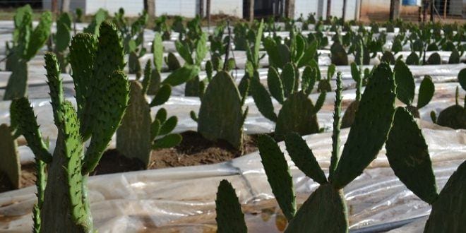 Expô Janaúba - Alternativas forrageiras para o semiárido mineiro integram a programação da Exposição