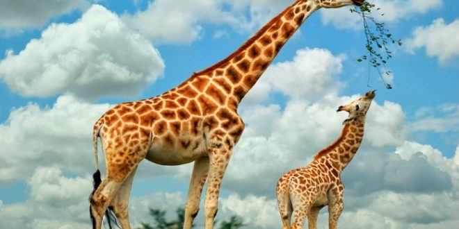 DIA MUNDIAL DO MEIO AMBIENTE - Abelhas, urubus, girafas e elefantes na lista de extinção