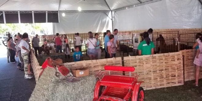 Montes Claros - Mini fazenda da 43ª Expomontes