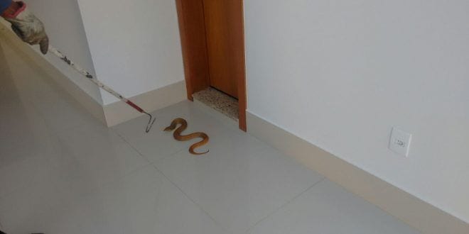 Montes Claros - Bombeiros capturam jararaca com cerca de 1,5 m no bairro Ibituruna