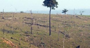 Em dois anos Cerrado perdeu equivalente a mais de três DF pelo desmatamento