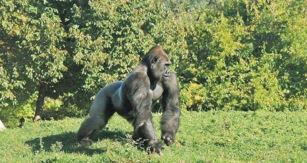 Gorila é um dos animais na lista de extinção prevista pelos pesquisadores