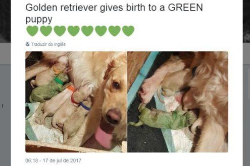 Filhote de golden retriever nasce com pelo verde