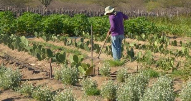 IBGE aponta que Brasil é mais rural que imaginado