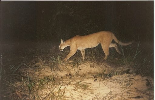 MG - Áreas renegeradas do cerrado abrigam espécies em extinção