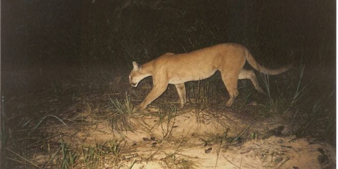 MG - Áreas renegeradas do cerrado abrigam espécies em extinção