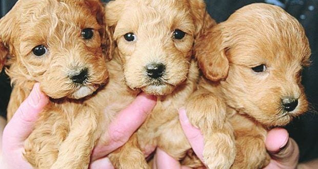 Projeto de lei aumenta direitos dos animais
