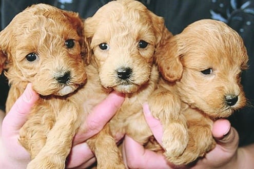Projeto de lei aumenta direitos dos animais