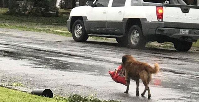 Após furacão, cachorro é fotografado carregando saco de ração