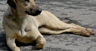 Montes Claros - Unimontes inicia trabalho de assistência a cães no campus e planeja campanha de adoção