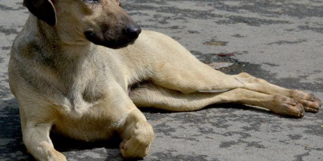 Montes Claros - Unimontes inicia trabalho de assistência a cães no campus e planeja campanha de adoção