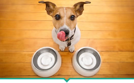 Rações para cães têm boa qualidade?