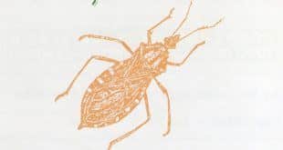 Montes Claros - Praga de Barbeiros assustam moradores de diversos bairros de Montes Claros