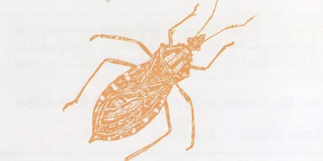 Montes Claros - Praga de Barbeiros assustam moradores de diversos bairros de Montes Claros