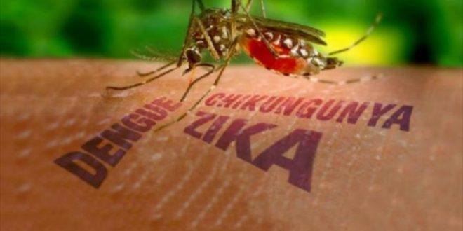 Saúde - É hora de reforçar as medidas caseiras no combate ao Aedes Aegypti