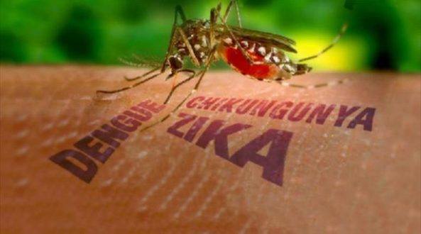 Saúde - É hora de reforçar as medidas caseiras no combate ao Aedes Aegypti