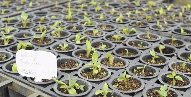 Norte de Minas - Biofábrica vai potencializar a produção agrícola no Norte de Minas
