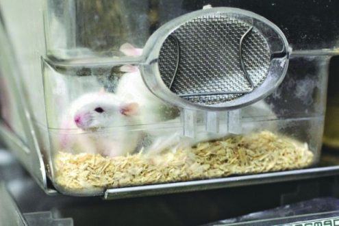Os pesquisadores fizeram o experimento sobre a ação de proteína ligada ao Alzheimer em camundongos