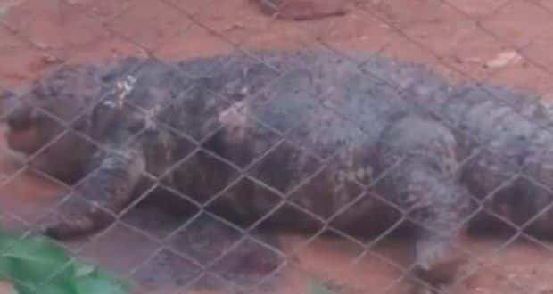 Em Montes Claros, corpo de jacaré foi encontrado com sinais de violência no zoológico