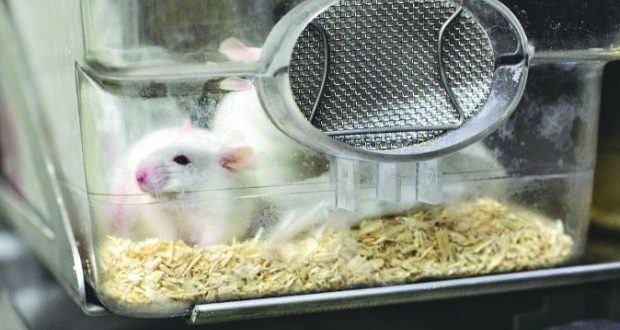 Os pesquisadores fizeram o experimento sobre a ação de proteína ligada ao Alzheimer em camundongos