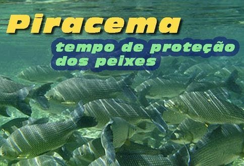 MG - Pesca está restrita em rios de Minas Gerais com início da Piracema