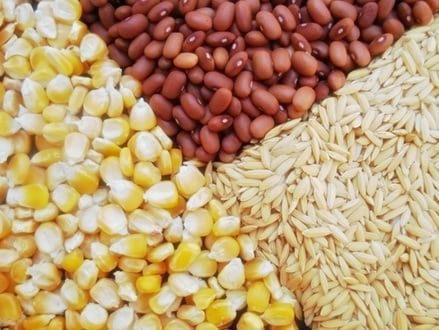 Norte de Minas - Governo de Minas distribui sementes em Januária e região para gerar mais alimento e trabalho no campo