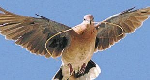 Pombas não têm 'cérebro de passarinho', revela estudo