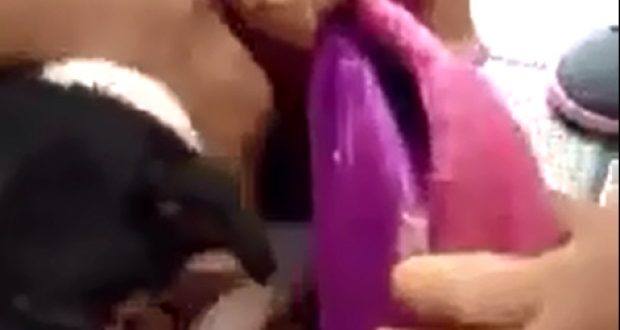 Menina leva cachorra dentro da mochila para a escola e vídeo viraliza