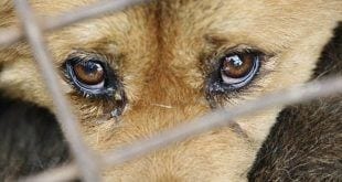 MG - Governo de Minas anuncia medidas de combate a maus-tratos contra animais