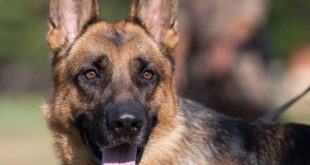 Montes Claros - Cão "Nero" da PM morre com suspeita de doença transmitida por carrapato