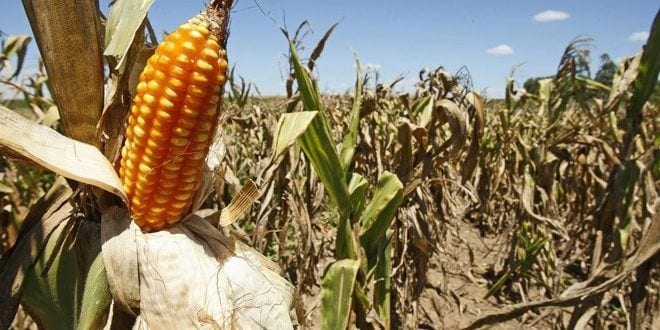 Norte de Minas - Agricultura familiar recua 30% por causa da seca
