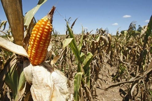 Norte de Minas - Agricultura familiar recua 30% por causa da seca