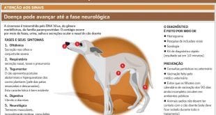 Montes Claros - Cinomose chama a atenção de veterinários em Montes Claros nos últimos meses