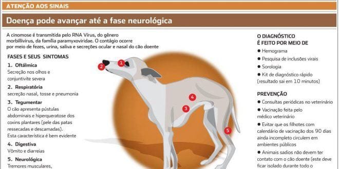 Montes Claros - Cinomose chama a atenção de veterinários em Montes Claros nos últimos meses