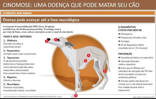 Montes Claros - Cinomose chama a atenção de veterinários em Montes Claros nos últimos meses