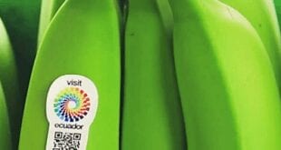 Norte de Minas - AMAMS entra na luta para barrar entrada de banana importada do Equador