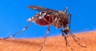 Casos de chikungunya em Minas cresceram 3.500% no ano passado, em relação a 2016