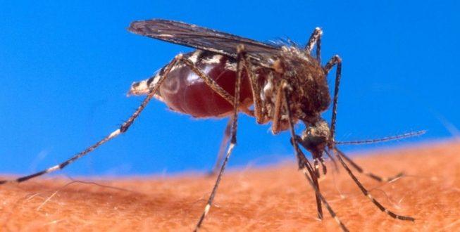 Casos de chikungunya em Minas cresceram 3.500% no ano passado, em relação a 2016
