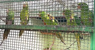 Recolhimento de animais feridos ou que precisam de algum tratamento faz parte de convênio no Vale do Rio Doce