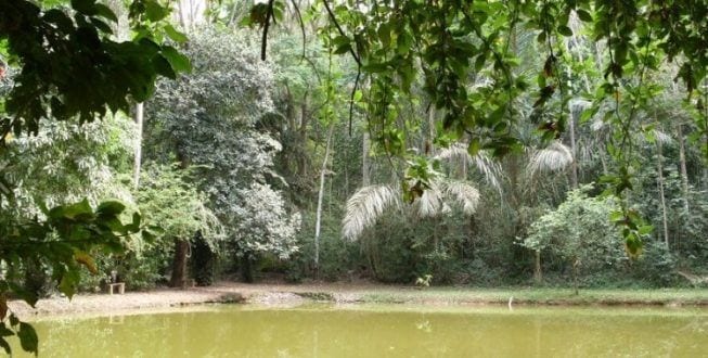 Morte de macacos com febre amarela foram confirmadas na região do parque