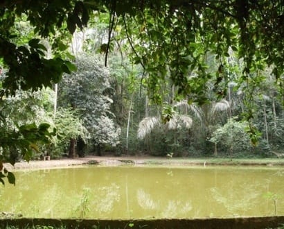 Morte de macacos com febre amarela foram confirmadas na região do parque