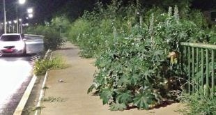 APERTO - Na avenida Cotta Athayde vegetação já ocupa quase todo passeio