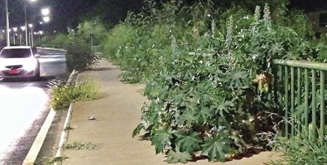 APERTO - Na avenida Cotta Athayde vegetação já ocupa quase todo passeio